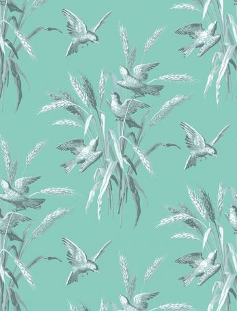 Birds